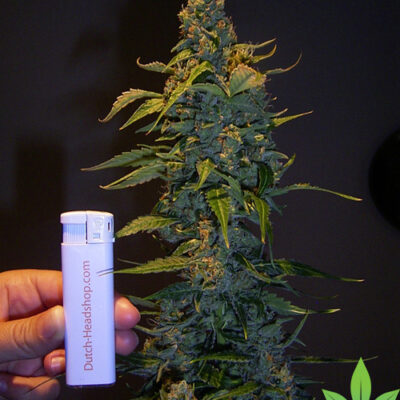 Northern Lights Feminized Seeds