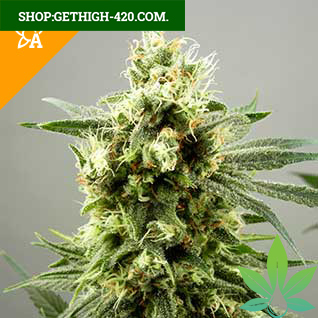 Diesel Haze Automatic Seeds