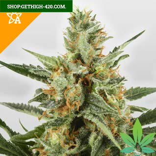 WSS Skunk Automatic Seeds