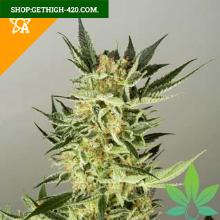 AK48 Automatic Seeds