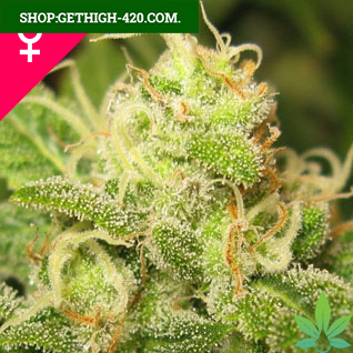 Ice Feminized Cannabis Seeds