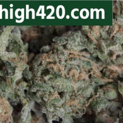 Buy Chocolope marijuana Strain: A Collection Of Hazes