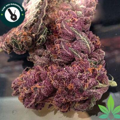 Buy Purple Kush