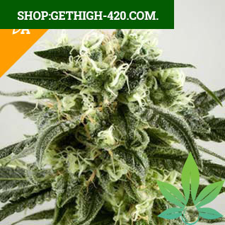 Haze Automatic Seeds