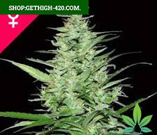 Buy Indoor Mix Feminized Seeds
