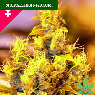 NYC Diesel Feminized Seeds