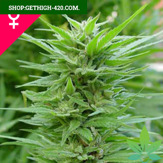 Plant Feminized Seeds