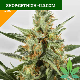 Buy WSS Skunk Automatic Seeds
