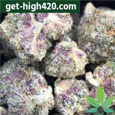 Purple Haze Strain