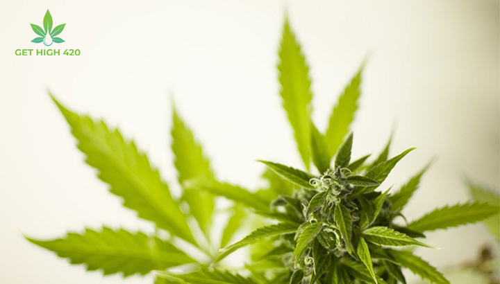 The long road to the legalization of cannabis in Mexico