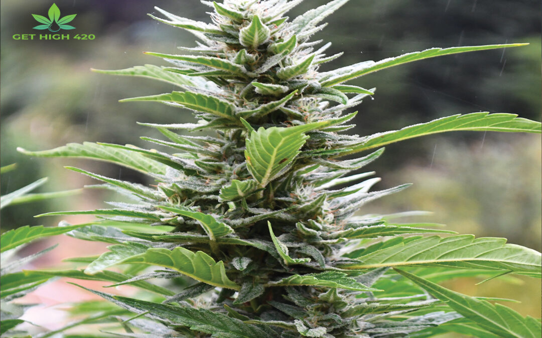 Hydro Weed Strains: Profitable Hydro Strains of Marijuana