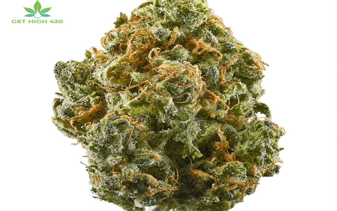 Indica Dominant Hybrid Strains: Top 10 Strains & Their Features