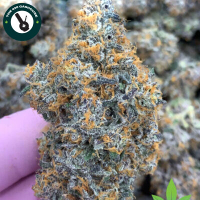 Buy Gelato-41 Cannabis Strain Online