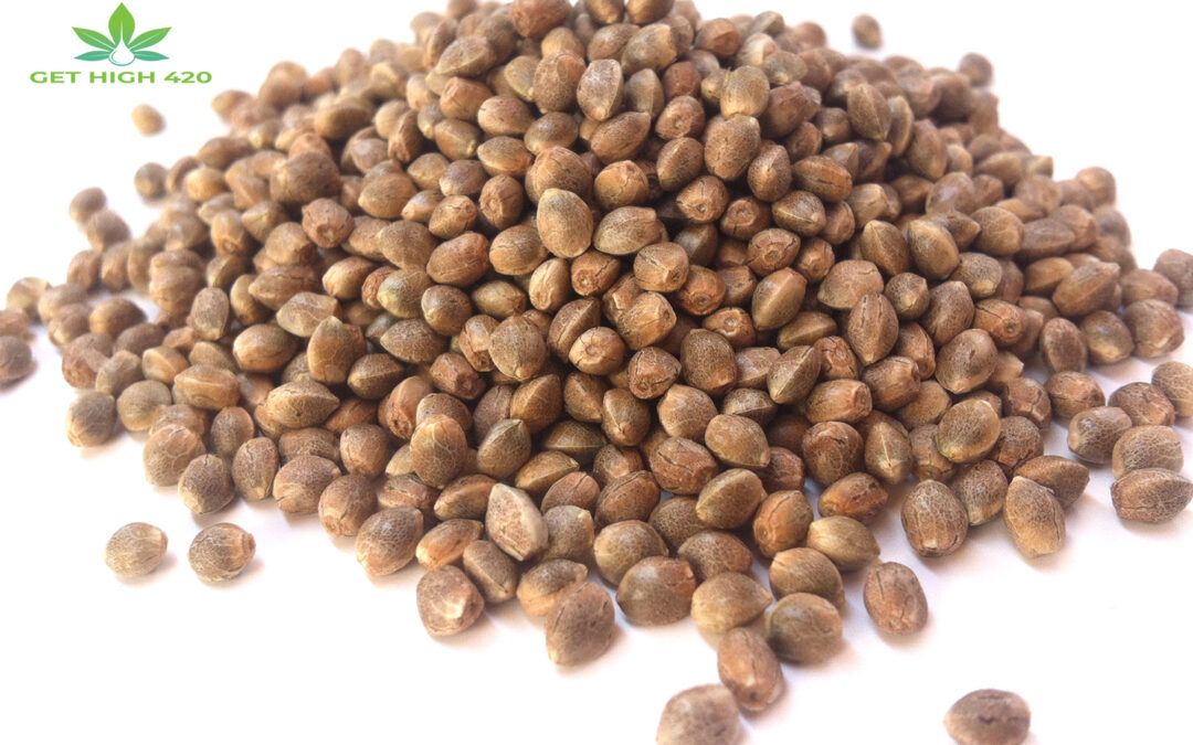 Choose the Best Medical Marijuana Seeds in the USA