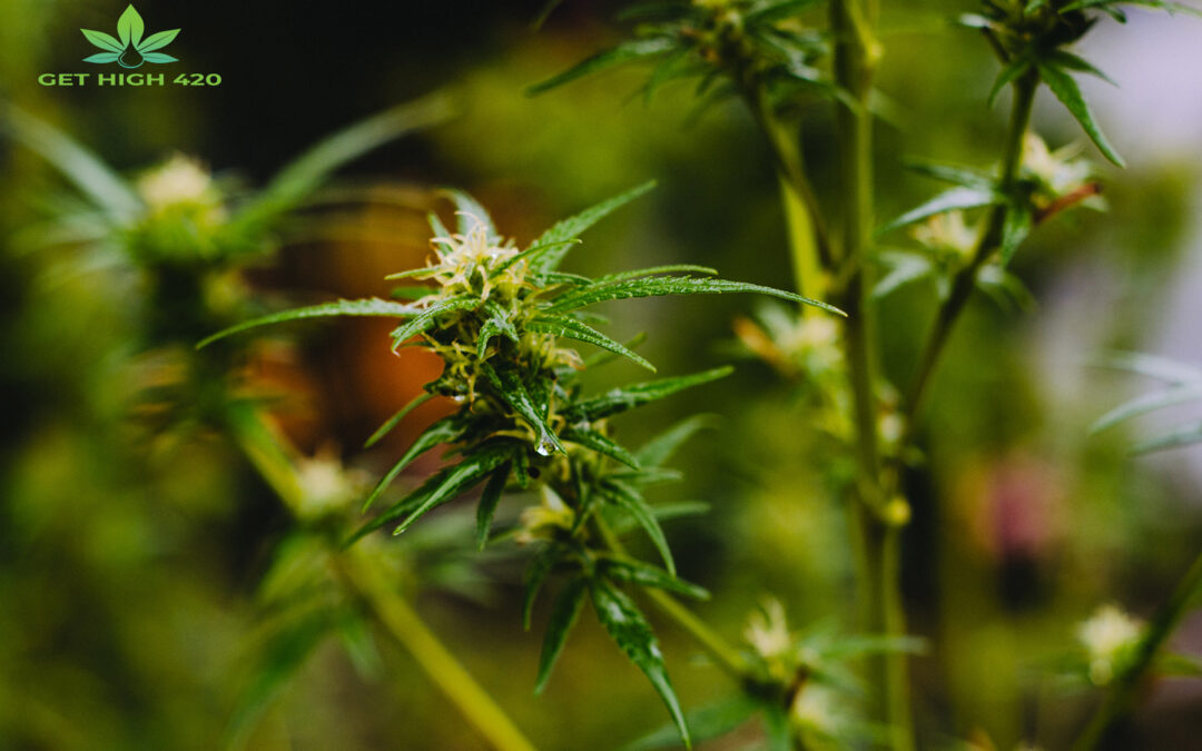 The Best Indica Strains: Strongest & The Most Popular Cannabis Strains