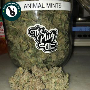 Animal Mints Strain