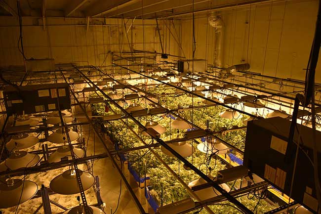 Grow Marijuana in California
